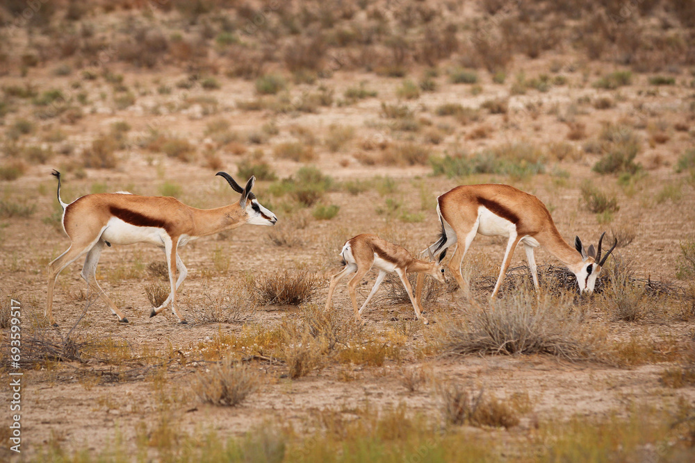 Baby springbok with its mother in the Kalahari Desert Baby springbok with its mother in the Kalahari Desert