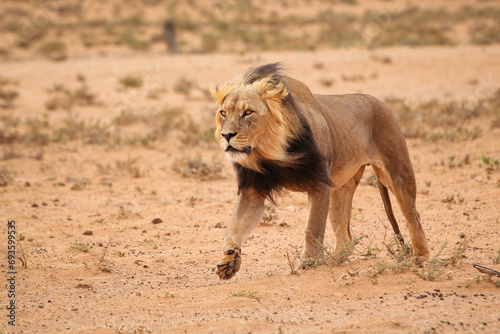 Fototapeta Naklejka Na Ścianę i Meble -  Large male lion walking across the Kalahari Desert