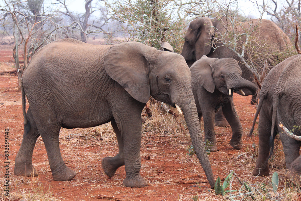 Young elephants in herd getting to know their surroundings