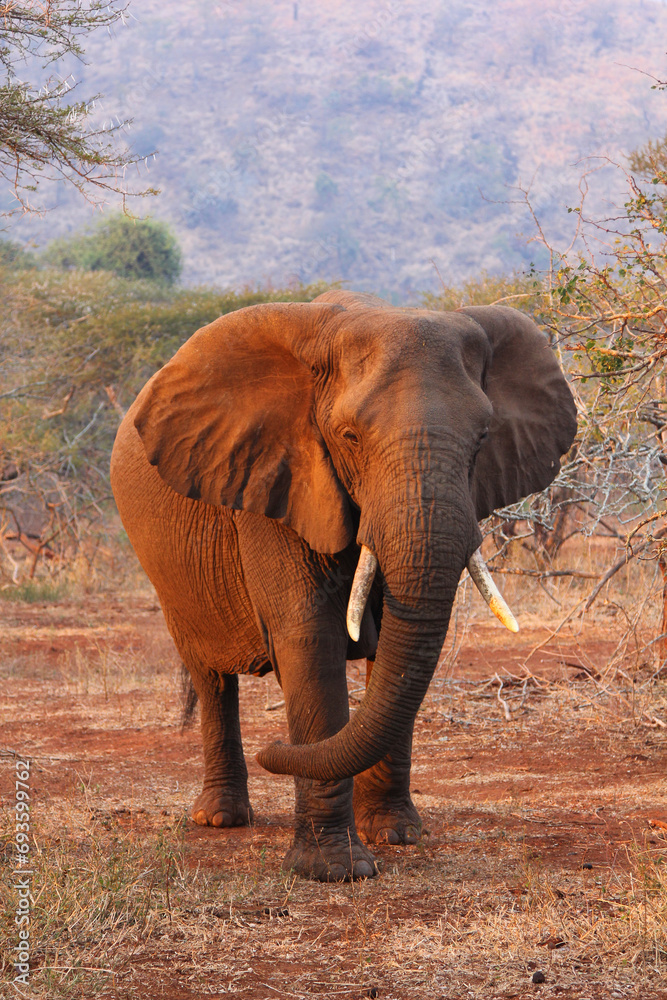 Fototapeta premium Large curious elephant with red sand
