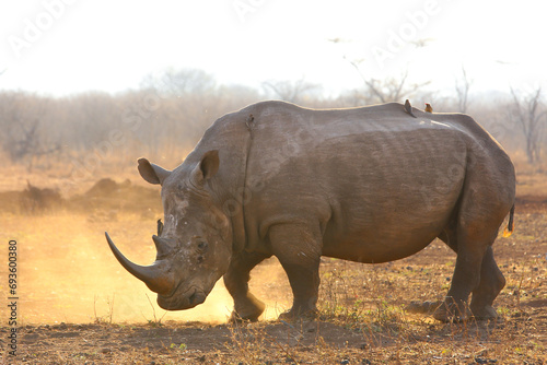 Endangered white rhino on red sand at sunset