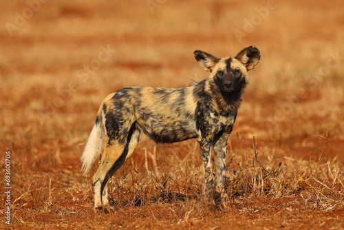 Endangered wild dog on the move before hunting © John