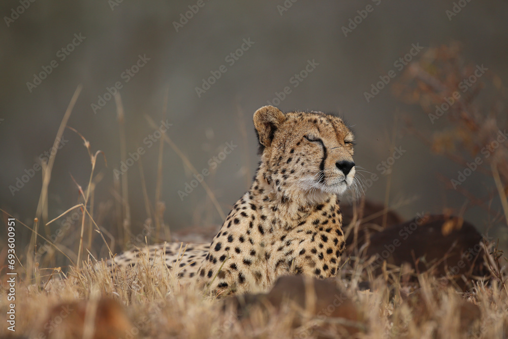 Cheetah resting on the ground in the late afternoon Cheetah resting on the ground in the late afternoon