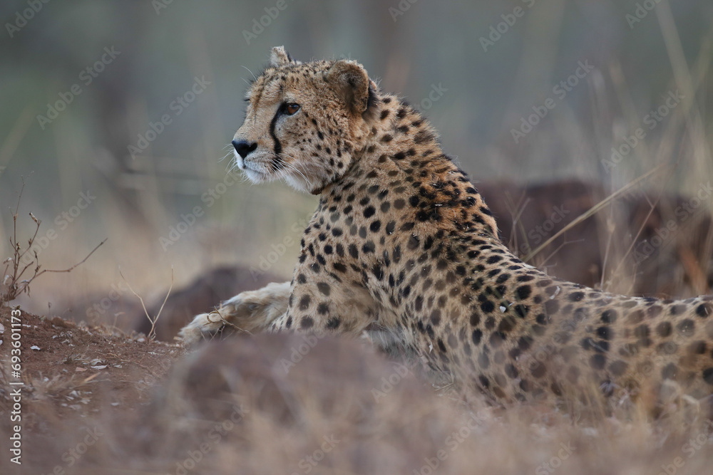 Naklejka premium Cheetah resting on the ground in the late afternoon