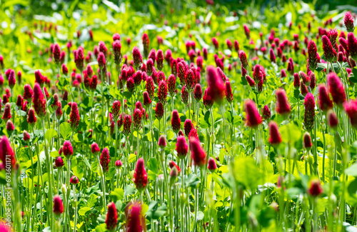 Trifolium incarnatum, known as crimson clover or Italian clover, is a species of clover in the family Fabaceae, blooming in bright magenta and red color on a big meadow in Sundern Sauerland Germany photo