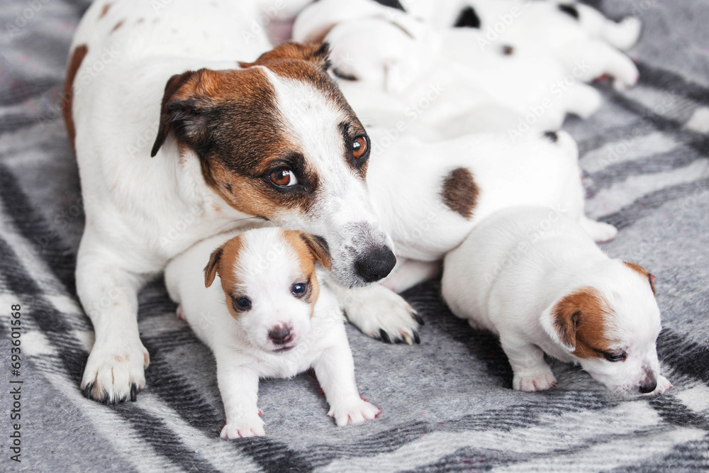 Newborn Puppies Suck their mother dog Newborn Puppies Suck their mother dog