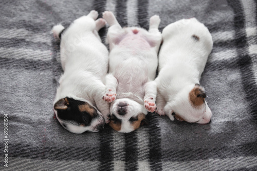 Newborn Puppy is lying on gray blanket