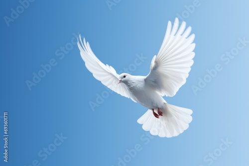 Dove on blue background