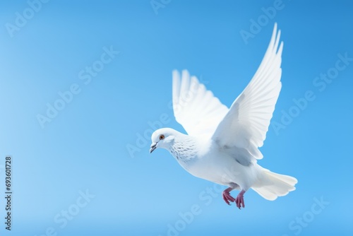 Dove on blue background