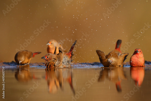 Flock of Jameson's firefinches bathing in shallow water photo