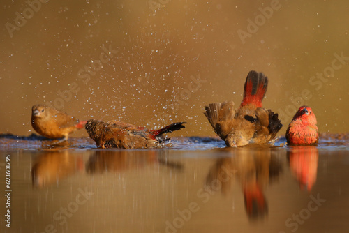 Flock of Jameson's firefinches bathing in shallow water photo