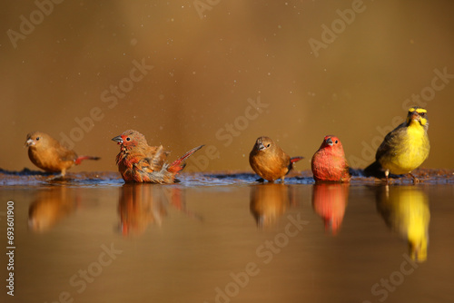 Flock of Jameson's firefinches bathing in shallow water photo