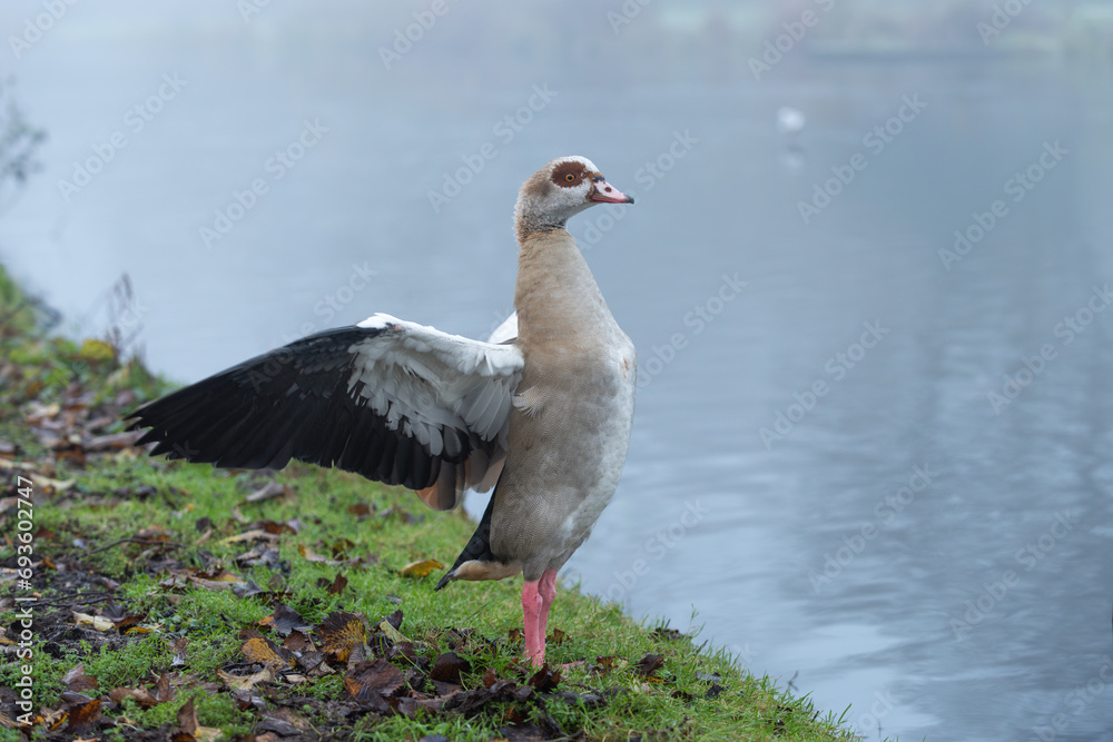 Portrait of an adult Nile or Egyptian goose (Alopochen aegyptiaca) with wings spread, taken on a foggy December morning Portrait of an adult Nile or Egyptian goose (Alopochen aegyptiaca) with wings spread, taken on a foggy December morning