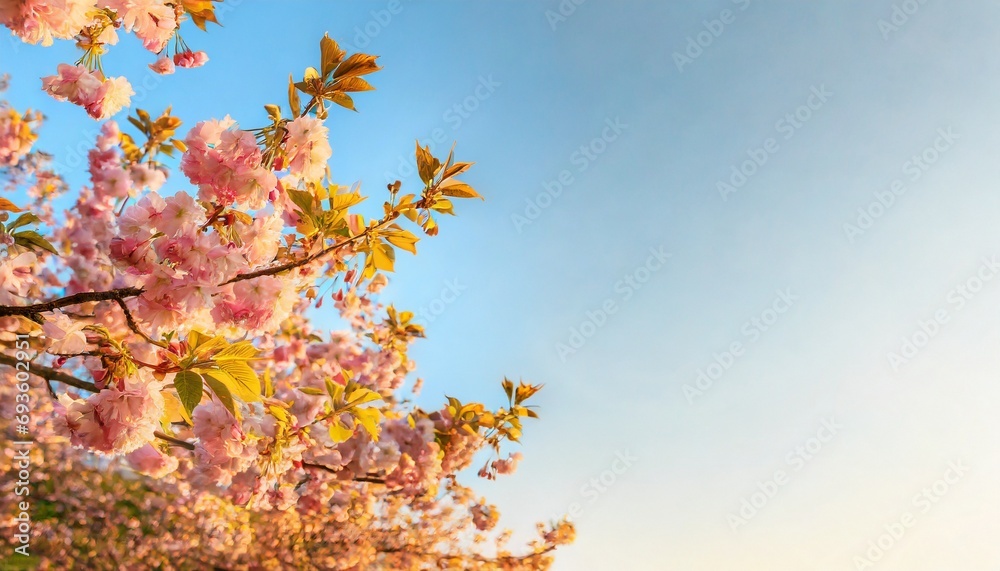 Beautiful cherry blossom sakura in spring time on blue sky.	
