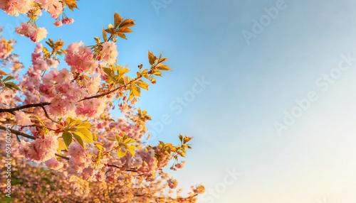 Beautiful cherry blossom sakura in spring time on blue sky.	
