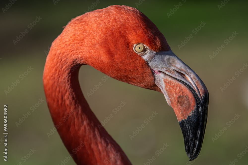 Fototapeta premium Close up of the head of an American flamingo (Phoenicopterus ruber), showing details of the beak an eye