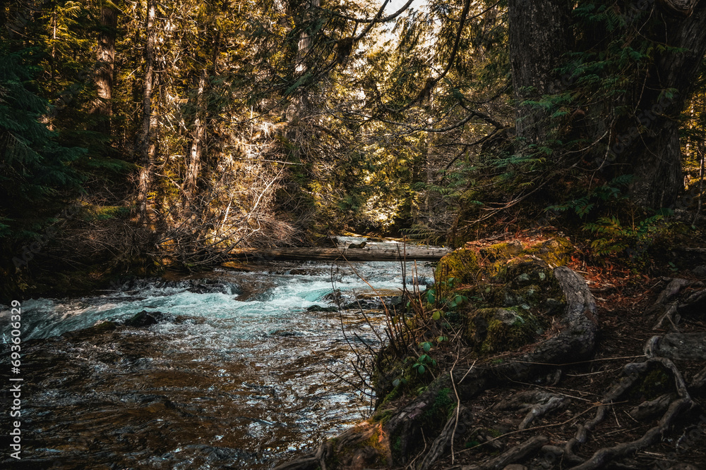 Obraz premium stream in the forest