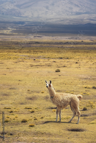 Llama on the background of mountains. Animals of South America. Bolivia