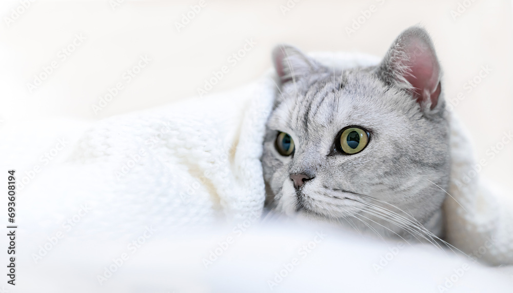 Relaxed Scottish cat wrapped in white blanket muzzle close up. Where: Unspecified location. Comfortable setting. Conveying cat's relaxation in cozy blanket.