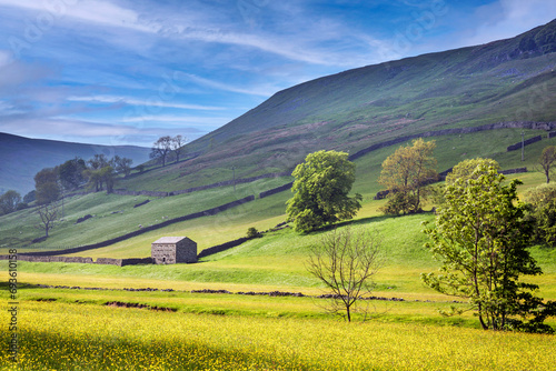 Fields of Gold in late spring near Muker in Swaledale, Yorkshire Dales photo