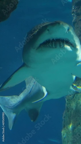 Sand Tiger Shark Carcharias taurus , dangerous fish floating in special tank. photo