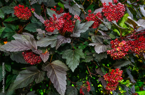 Colorful Ninebark or Physocarpus opulifolius with purple leaves and red fruitage - beautiful ornamental perennial deciduous bush in summer garden, close up. Gardening or landscaping concept