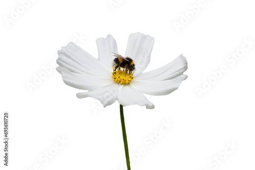 honey bee collecting nectar on a white  cosmea flower in closeup  on transparant background