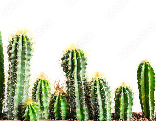 Kaktusse isoliert auf weißem Hintergrund, Freisteller 
