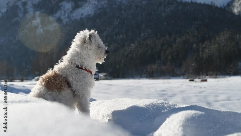 Hund im Schnee