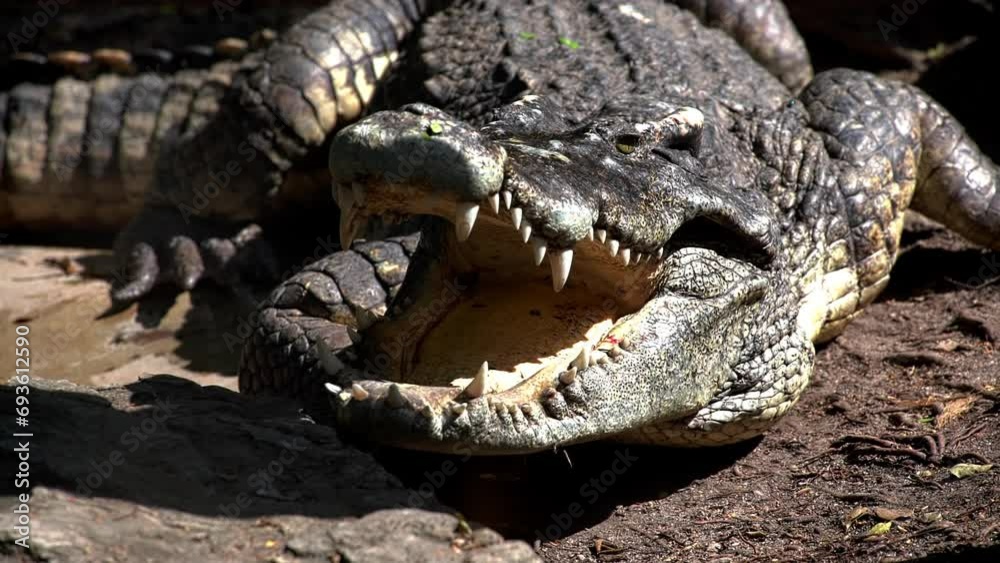 Large Crocodile closeup portrait open mouth with sharp teeth in its natural habitat lying on stones near jungle river. Wildlife nature predator animals of Africa. Dangerous alligator hunting livestock Large Crocodile closeup portrait open mouth with sharp teeth in its natural habitat lying on stones near jungle river. Wildlife nature predator animals of Africa. Dangerous alligator hunting livestock