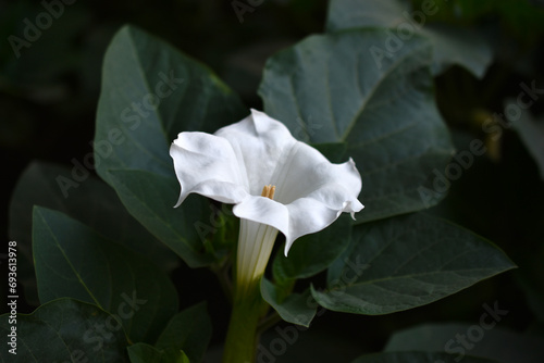 A large white datura flower with green leaves. Large white flowers.