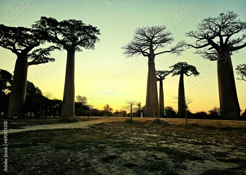 Fényképezés Allée des baobabs