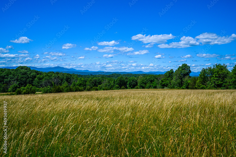 Summer Fields