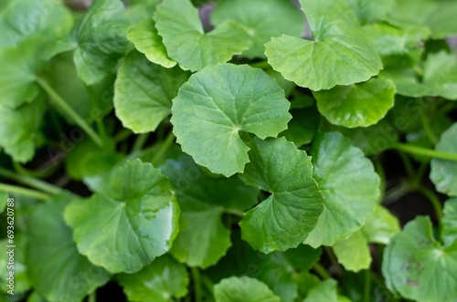 Closeup of Gotu Kola or Centella Asiatica Plants with Leaves, Also Known as Indian Pennywort, Brahma Manduki or Asiatic Pennywort, Ayurvedic Herbal Medicinal Plant