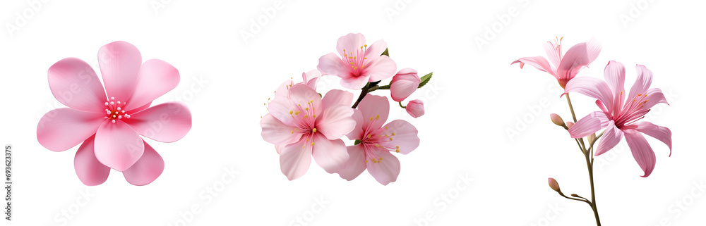 Blossoms of Spring. Pink Floral Beauty