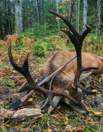 Rare trophy of Rominten red deer with gun after legitimate autumn hunt.