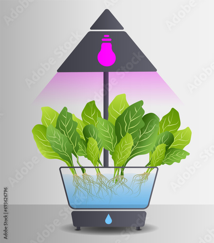 Portable hydroponic aeroponic system for eco-friendly growing of green lettuce, vegetables and herbs. With automatic watering system and purple phyto lighting. Phytolamp. Organic vegetable garden