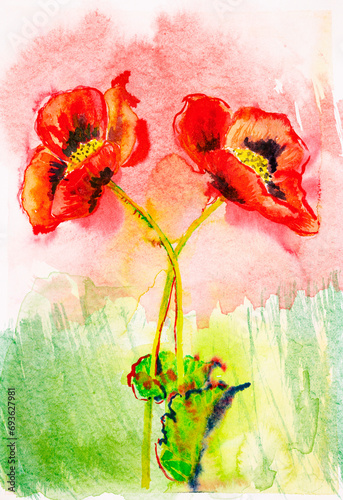 Watercolor hand painted poppy flower on white paper - original ilustration