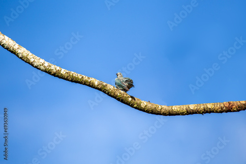 Blue-gray Tanager (Thraupis episcopus) spotted outside photo