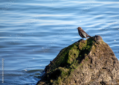 Brewer s Blackbird  Euphagus cyanocephalus  spotted outdoors