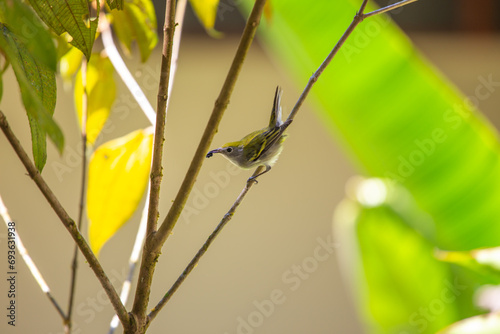 Chestnut-sided Warbler (Setophaga pensylvanica) spotted outside photo