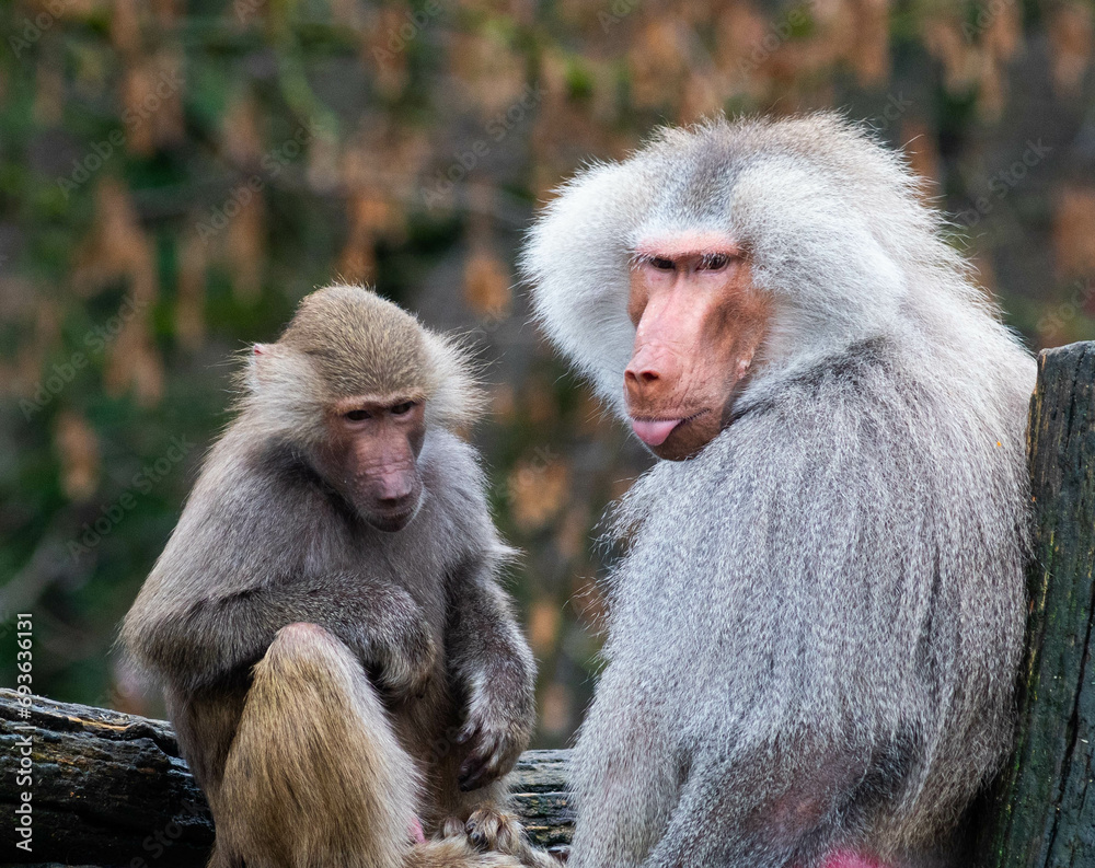 baboon baboon