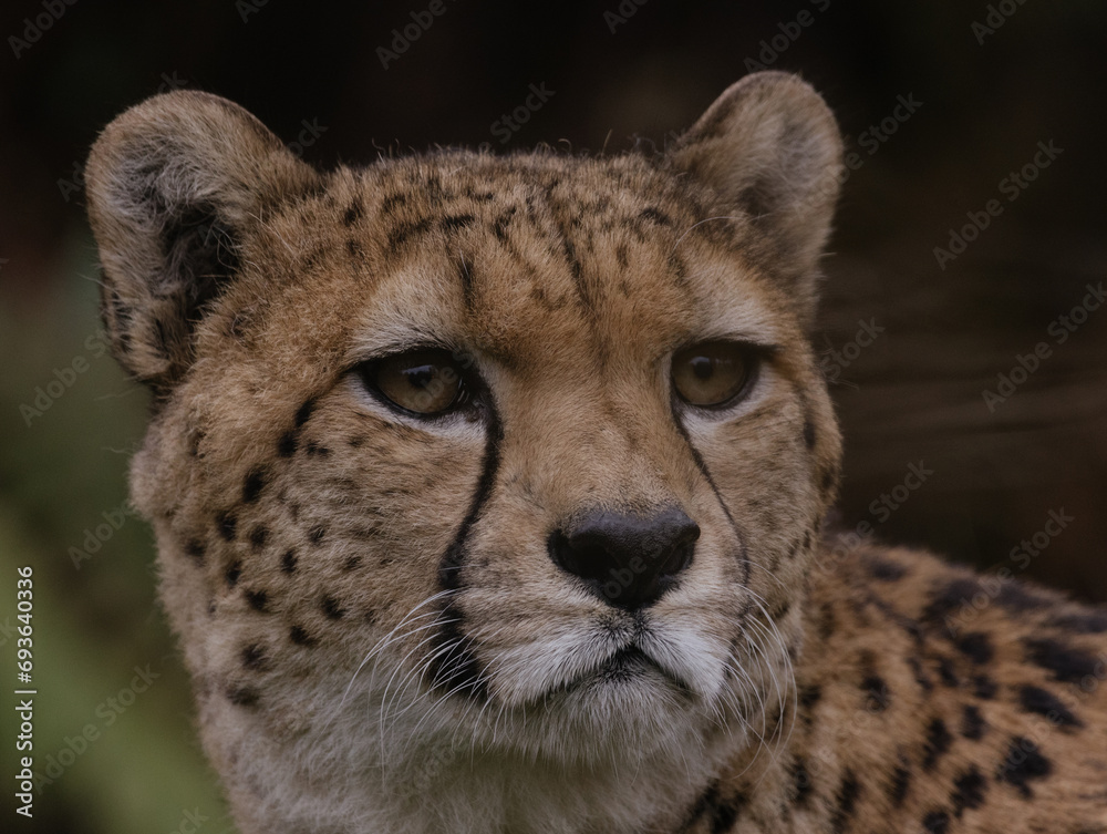 portrait of a cheetah