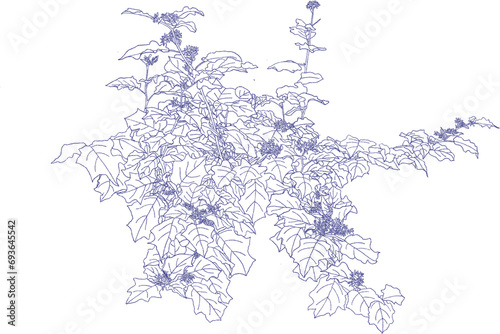 Solanum torvum Swartz., Common Asiatic weed, Turkey berry, Devil's fig, Prickly nightshade, Shoo-shoo bush, Pea eggplant Tree Drawing