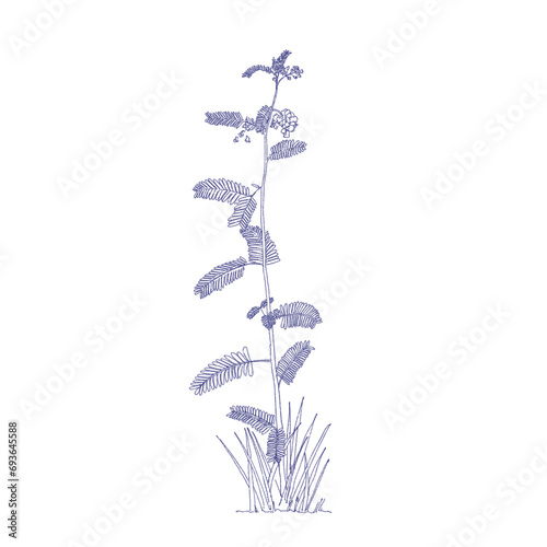 Leucaena leucocepphala, Popinac, Lead Tree, White Lead Tree Drawing