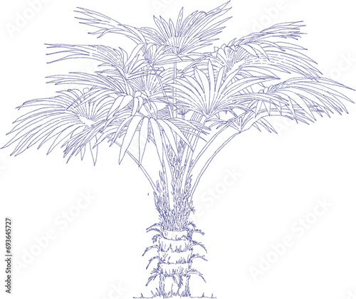 Livistona rotundifolia (Lam.) Mart., Footstool palm, Java palm Tree Drawing