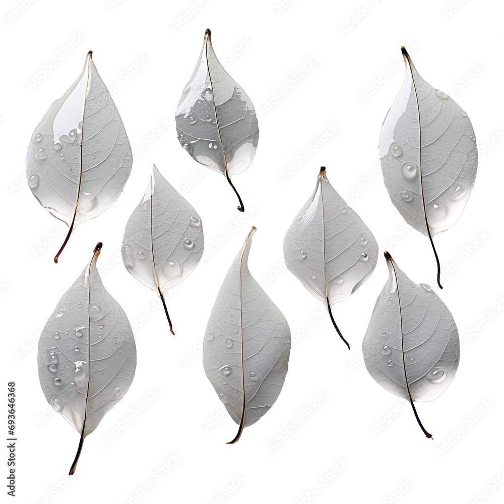 White leaf with water drops isolated on transparent background ...