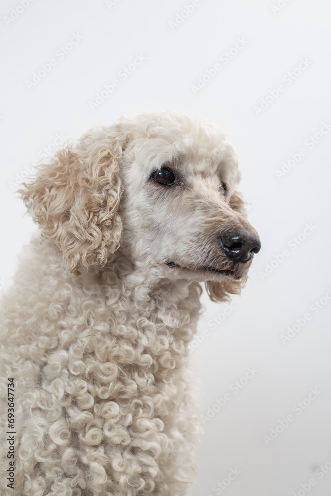 Gentle gaze of a well-groomed, curly white poodle.