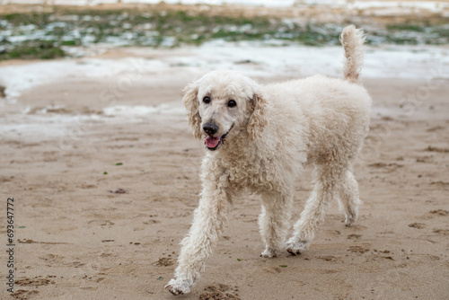 White poodle in mid-run along a natural beach setting. © Konstiantyn Zapylaie