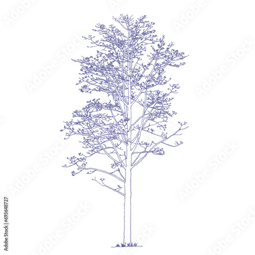 Bombax ceiba L., Cotton tree, Kapok tree, Red cotton tree, Silk cotton, Shving brush Tree Drawing photo